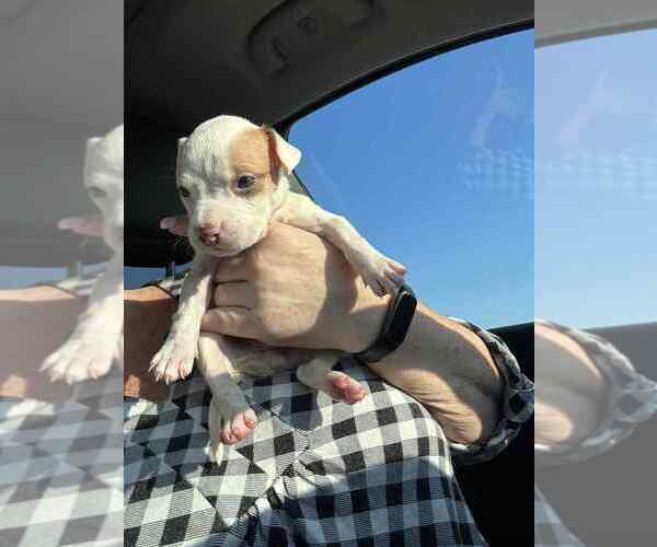 Medium Photo #2 Chihuahua-Unknown Mix Puppy For Sale in New York, NY, USA
