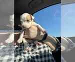 Small #1 Chihuahua Mix