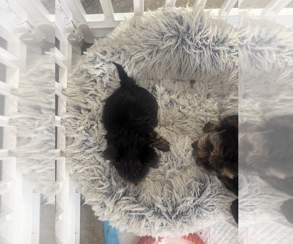 Medium Photo #3 Yorkshire Terrier Puppy For Sale in RIVERSIDE, CA, USA