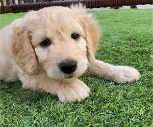 Goldendoodle Puppy for sale in COOPER CITY, FL, USA