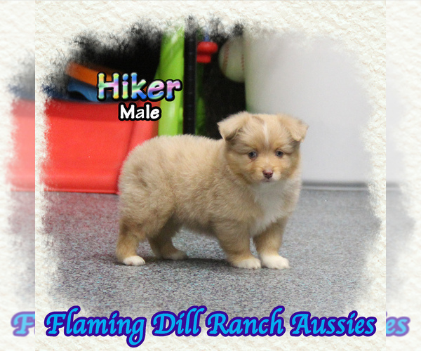 Medium Photo #1 Miniature Australian Shepherd Puppy For Sale in FORESTBURG, TX, USA