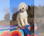 Small Photo #9 Goldendoodle Puppy For Sale in UNION CITY, TN, USA