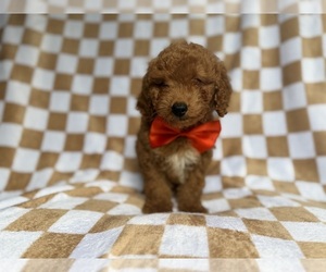 Goldendoodle (Miniature) Puppy for sale in LAKELAND, FL, USA