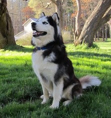Father of the Siberian Husky puppies born on 04/13/2018