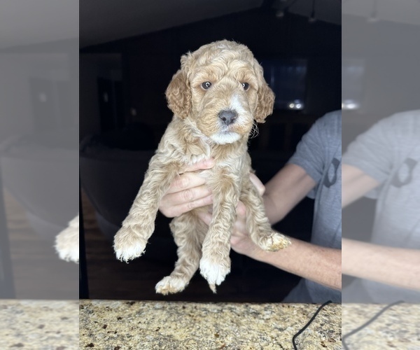 Medium Photo #3 Goldendoodle (Miniature) Puppy For Sale in BRKN ARW, OK, USA