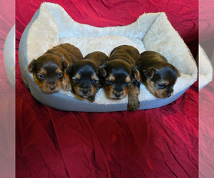 Yorkshire Terrier Puppy for sale in CORNERSVILLE, TN, USA