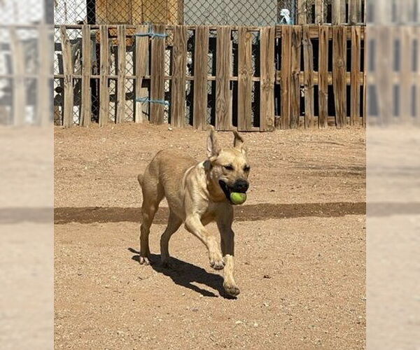 Medium Photo #7 Mutt Puppy For Sale in Apple Valley, CA, USA