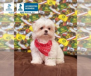 Maltese Puppy for sale in WINNSBORO, LA, USA