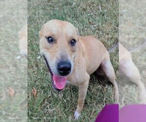 Mutt Dogs for adoption in Texas City, TX, USA
