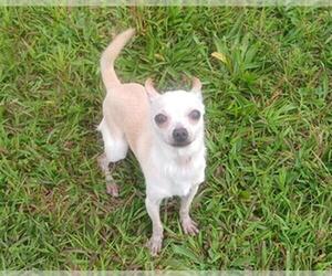 Chihuahua Dogs for adoption in Springfield, MA, USA