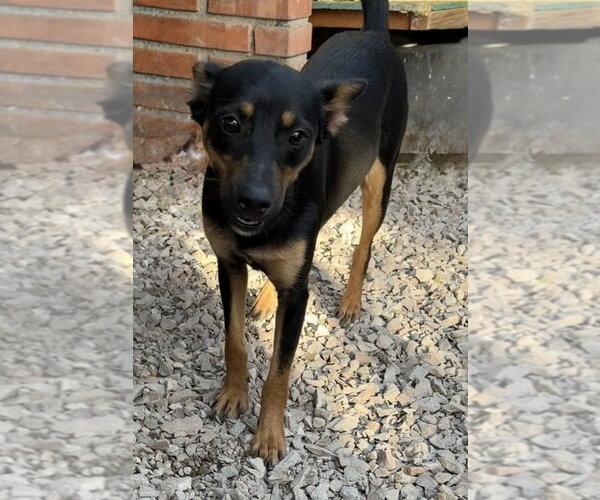 Medium Photo #10 Miniature Pinscher-Unknown Mix Puppy For Sale in San Diego, CA, USA