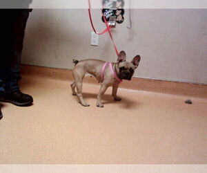 French Bulldog Dogs for adoption in Martinez, CA, USA
