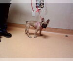 Small French Bulldog