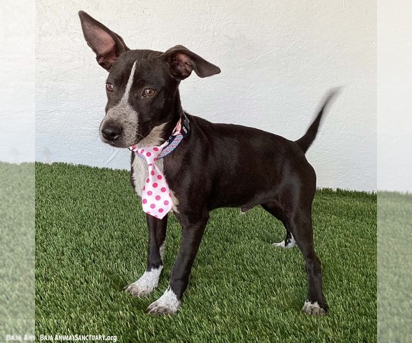 Medium Photo #2 Australian Kelpie-Chihuahua Mix Puppy For Sale in San Diego, CA, USA