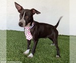 Small #1 Australian Kelpie-Chihuahua Mix