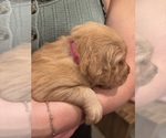 Small #23 Golden Retriever