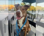 Small American Staffordshire Terrier