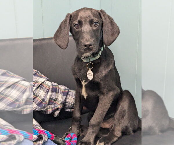 Medium Photo #3 Colonial Cocker Spaniel-Unknown Mix Puppy For Sale in Boston, MA, USA
