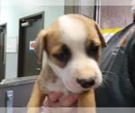 Small Mutt