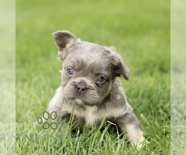 Medium Photo #5 French Bulldog Puppy For Sale in GORDONVILLE, PA, USA
