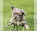 Small #4 French Bulldog