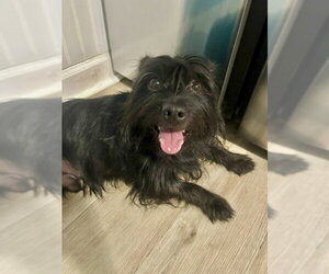 Ducky - Male Mutt Dog for Adoption - Photo #5
