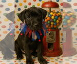 Small #4 Labrador Retriever Mix