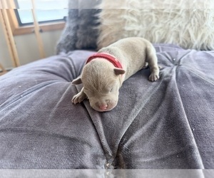 Medium American Pit Bull Terrier