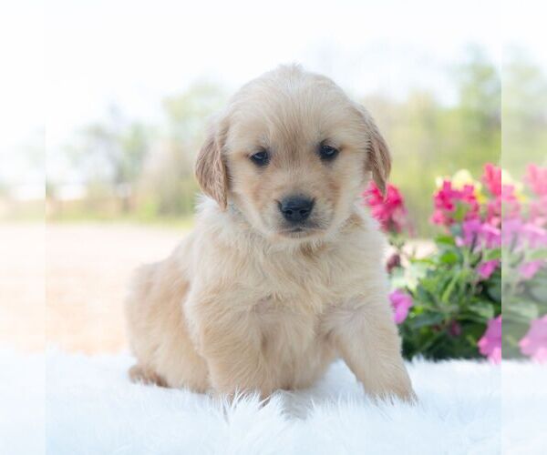 Medium Photo #6 Golden Retriever Puppy For Sale in NEWPORT, PA, USA