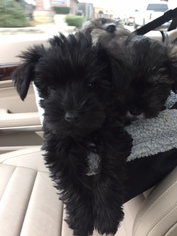 Schnauzer (Miniature) Puppy for sale in EULESS, TX, USA