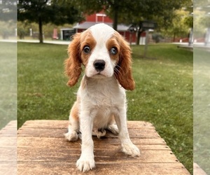 Cavalier King Charles Spaniel Puppy for sale in MIDDLEBURY, IN, USA