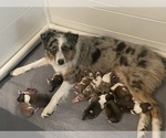Small Photo #1 Australian Shepherd-Great Pyrenees Mix Puppy For Sale in LUCAMA, NC, USA