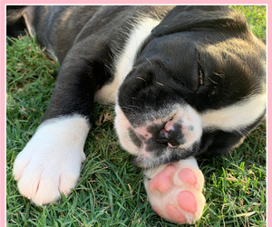 Boxer Puppy for sale in WILMINGTON, NC, USA