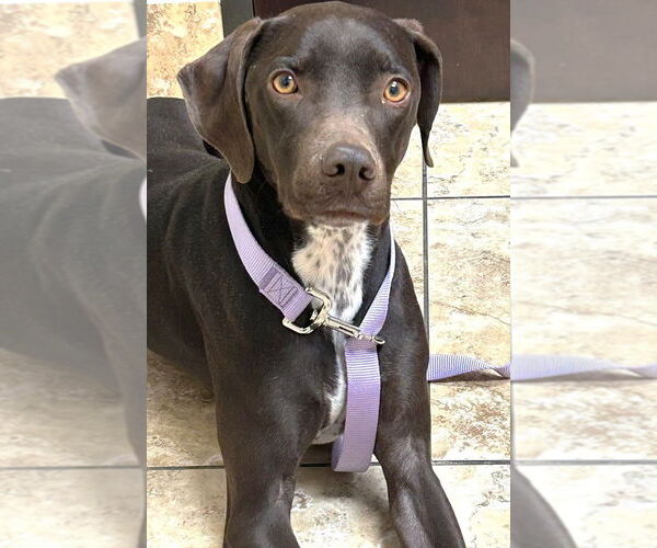 Medium Photo #1 Mutt Puppy For Sale in Boonton, NJ, USA