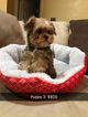 Small Photo #7 Shorkie Tzu Puppy For Sale in MONTGOMERY, AL, USA