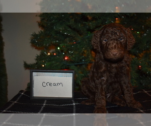 Goldendoodle Puppy for Sale in SPOKANE, Washington USA