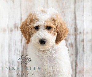 Goldendoodle (Miniature) Puppy for sale in SUNBURY, PA, USA