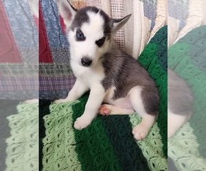 Siberian Husky Puppy for sale in REEDS SPRING, MO, USA