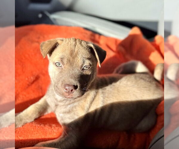 Medium Photo #3 Mutt Puppy For Sale in San Juan Capistrano, CA, USA