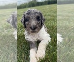 Small Photo #15 Goldendoodle Puppy For Sale in HOWARD CITY, MI, USA