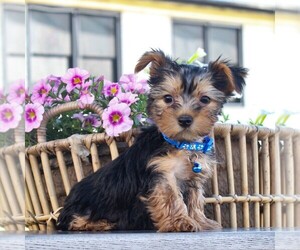 Yorkshire Terrier Puppy for sale in EAST EARL, PA, USA
