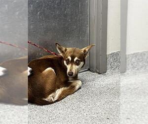 German Shepherd Dog-Unknown Mix Dogs for adoption in Pasadena, TX, USA