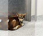 Small German Shepherd Dog Mix