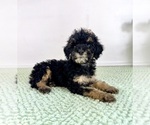 Small #1 Bernedoodle (Miniature)
