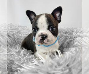 Boston Terrier Puppy for sale in TRUSSVILLE, AL, USA