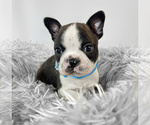 Small Photo #1 Boston Terrier Puppy For Sale in TRUSSVILLE, AL, USA