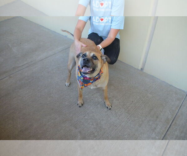 Medium Photo #1 Black Mouth Cur-Unknown Mix Puppy For Sale in McKinney, TX, USA