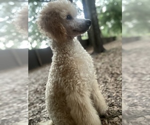 Poodle (Miniature) Puppy for sale in HERNANDO, FL, USA