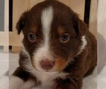 Small Photo #1 Australian Shepherd Puppy For Sale in JEROMESVILLE, OH, USA