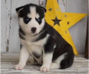 Siberian Husky Puppy for sale in FREDERICKSBG, OH, USA